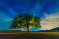 Beautiful landscape with a lonely oak tree and a starry night sky with moon light Royalty Free Stock Photo