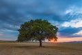 Beautiful landscape with a lonely oak tree in the sunset and dramatic clouds Royalty Free Stock Photo