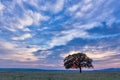 Beautiful landscape with a lonely oak tree in the sunset and dramatic clouds