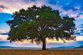 Beautiful landscape with a lonely oak tree in the sunset and dramatic clouds Royalty Free Stock Photo