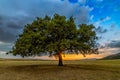 Beautiful landscape with a lonely oak tree in the sunset and dramatic clouds Royalty Free Stock Photo