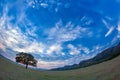 Beautiful landscape with a lonely oak tree in the sunset and dramatic clouds Royalty Free Stock Photo