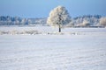 Beautiful landscape with a lonely oak tree in a winter field. Royalty Free Stock Photo