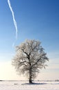 Beautiful landscape with a lonely oak tree in a winter field. Royalty Free Stock Photo