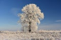 Beautiful landscape with a lonely oak tree in a winter field. Royalty Free Stock Photo