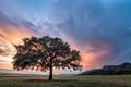 Beautiful landscape with a lonely tree in a field, the setting sun shining through branches and storm clouds