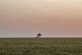 beautiful landscape, lonely tree in green field, beautiful pink sunset, horizon is clearle visible Royalty Free Stock Photo