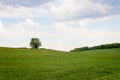 Beautiful landscape with lonely tree stands in a green field. Royalty Free Stock Photo