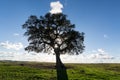 Beautiful Landscape with a Lonely Tree, sun backlit Royalty Free Stock Photo