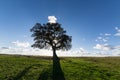 Beautiful Landscape with a Lonely Tree, sun backlit Royalty Free Stock Photo