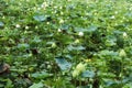 Beautiful landscape lotus pond green lotus leaf outdoor Royalty Free Stock Photo