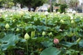 Beautiful landscape lotus pond green lotus leaf outdoor Royalty Free Stock Photo