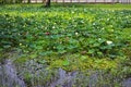 Beautiful landscape lotus pond green lotus leaf outdoor