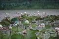 Beautiful landscape of lotus pond, lots of outdoor, lotus pond, image for selectable focus nature background. Royalty Free Stock Photo