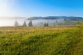 Lush green pasture with silhouettes of spruce trees in fog. Mountain range on the background. Ukraine, Carpathians.