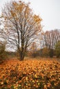 Beautiful landscape with autumn trees and fallen leaves Royalty Free Stock Photo