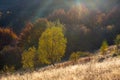 Beautiful landscape with magic autumn trees and fallen leaves Royalty Free Stock Photo