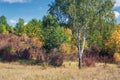 Beautiful landscape with magic autumn trees and fallen leaves with blue sky. Birch tree on a foreground Royalty Free Stock Photo