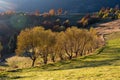 Beautiful landscape with magic autumn trees Royalty Free Stock Photo