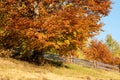 Beautiful landscape with magic autumn trees Royalty Free Stock Photo
