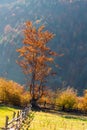 Beautiful landscape with magic autumn trees and fallen leaves Royalty Free Stock Photo