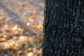 Beautiful landscape with magic autumn trees and fallen leaves in the mountains Royalty Free Stock Photo