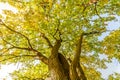 Beautiful landscape with magic autumn trees and fallen leaves in the mountains Royalty Free Stock Photo