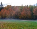 Beautiful landscape with magic autumn trees and fallen leaves Royalty Free Stock Photo
