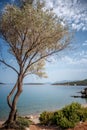 Beautiful landscape, Mediterranean Sea of Greece. Olive tree growing on the shore Royalty Free Stock Photo