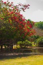 Beautiful landscape in Mexico. Pond and trees with red flowers. Tulum, Riviera Maya, Yucatan
