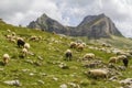 Beautiful landscape in Montenegro with fresh grass and beautiful peaks. Durmitor National Park in Montenegro part of Dinaric Alps.