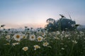 A beautiful landscape, a morning mist, dawn on a chamomile field. Crimea.