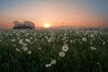 Beautiful landscape, morning mist, dawn on a chamomile field in the mountains