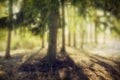 Beautiful landscape morning in a spruce spring forest