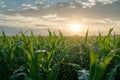 Beautiful landscape with morning sunrise over the cornfield. Close-up of corn seedlings on vast farm field. Modern Royalty Free Stock Photo