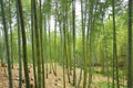 Beautiful landscape of moso bamboo forest Royalty Free Stock Photo