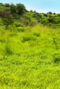 Beautiful Landscape of Mountain. Green Forest or Jungle with Mountain Heel and clear sky