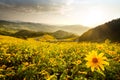 Beautiful landscape mountain view of full blossom wild sunflower with sunset