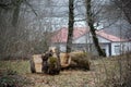 Beautiful landscape of mountains and forest with village building or old abandoned ruined brick house. Foggy forest and old buildi