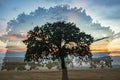 Beautiful landscape with multiple exposure of a lonely oak tree in the sunset and dramatic clouds Royalty Free Stock Photo