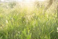 Beautiful landscape of nature flowering grass in a rural meadow  under sunrise morning summer season, blur photo Royalty Free Stock Photo