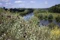 Beautiful landscape near Vinnytsia, Southern Bug river. Summer, sky with clouds. White and purple wildflowers in the background. Royalty Free Stock Photo