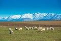 Beautiful landscape of the New Zealand - hills covered by green grass with herds of sheep with snow mountain