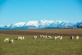 Beautiful landscape of the New Zealand - hills covered by green grass with herds of sheep with snow mountain