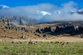 Beautiful landscape of the New Zealand - hills covered by green grass with herds of sheep with snow mountain