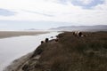 Beautiful landscape with no constructions, nature and beach scene. Cows grazing freely and lying on the shore. ChiloÃÂ©, Chilean Royalty Free Stock Photo