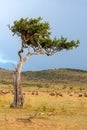 Landscape with nobody tree in Africa Royalty Free Stock Photo