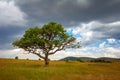 Landscape with nobody tree in Africa Royalty Free Stock Photo