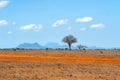 Landscape with nobody tree in Africa Royalty Free Stock Photo