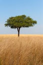 Landscape with nobody tree in Africa Royalty Free Stock Photo